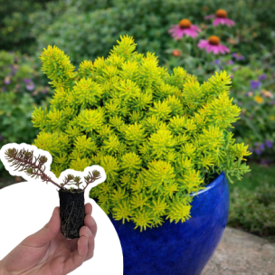 Sedum - Orpin Yellow Cushion Compact en mini-motte - Leaderplant