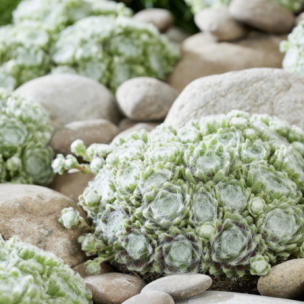 Joubarbe Arctic White ® en mini-motte - Leaderplant