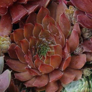 Sempervivum Chick Charms ® Bing Cherry ® - Joubarbe - Leaderplant