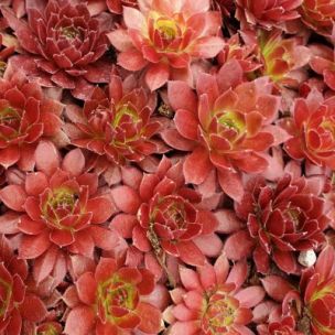 Sempervivum Chick Charms ® 'Cherry Berry' ® - Joubarbe - Leaderplant