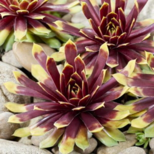 Joubarbe Chick Charms ® Gold Ruch ® en mini-motte - Leaderplant