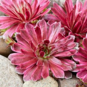 Joubarbe Lotus Blossom - Leaderplant