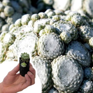 Joubarbe Arctic White ® en mini-motte - Leaderplant