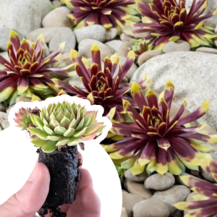 Joubarbe Chick Charms ® Gold Rush ® en mini-motte - Leaderplant