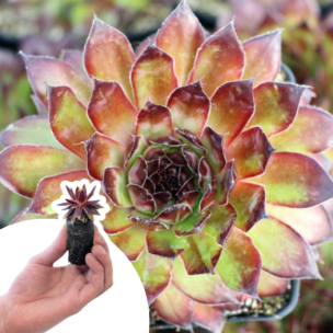 Joubarbe Kalinda en mini-motte - Leaderplant