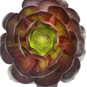 SEMPONIUM Vortex Surreal ® - Leaderplant