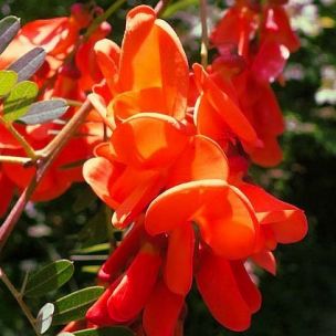 Flamboyant d'Hyères, Sesbania punicea - Leaderplant