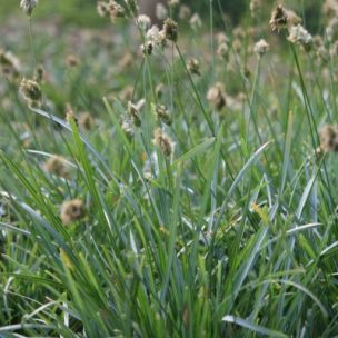 Graminée Seslérie Bleue - Leaderplant