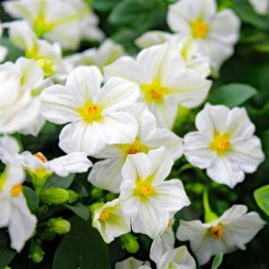 Solanum White Charles - Leaderplant