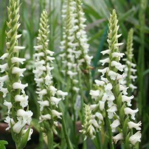 Orchidée Spiranthes Chadd's Ford - Leaderplant