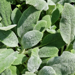 Épiaire de Byzance Silver Carpet - Oreille d’Ours  - Leaderplant