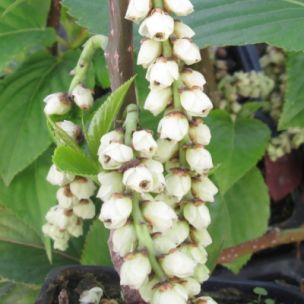 Stachyurus 'Matsuzaki' - Queue de Pic - Leaderplant