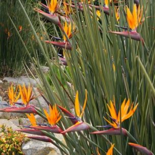 Oiseau de Paradis à feuilles de jonc - Strelitzia - Leaderplant