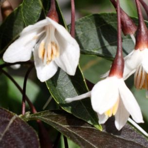 Styrax 'Evening Light' - Leaderplant