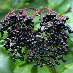 Sureau noir champêtre - Leaderplant