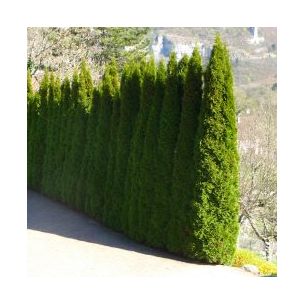 Thuya Emeraude - TUYA - Leaderplant