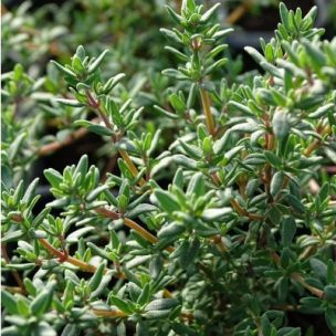 Thym commun BIO - Leaderplant