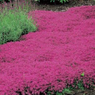 Thym Creeping Red ® - Leaderplant