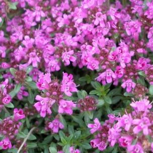 Thym serpolet rampant 'Pink Chintz' - Leaderplant