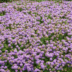 Thym Nitens - Leaderplant