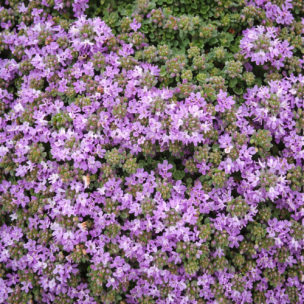 Thym précoce Minor - Leaderplant