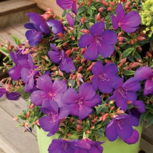 Tibouchina 'Groovy Baby' ®