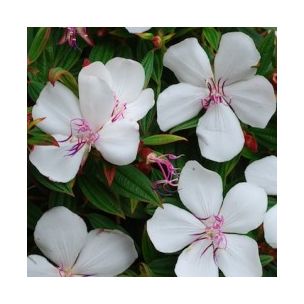 Tibouchina 'Peace Baby' ®