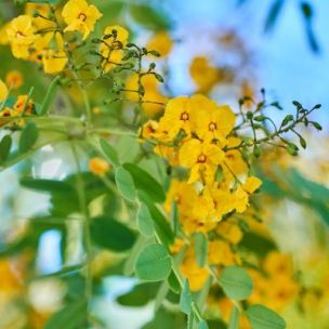 Arbre à Tipu - Leaderplant