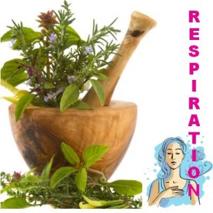 Kit de tisanes prêt à planter 'Respiration' - Leaderplant