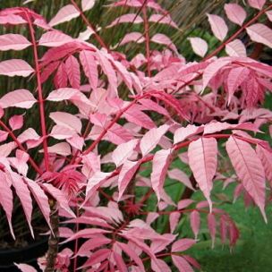 Cédrèle - Acajou de Chine - Toona - Leaderplant