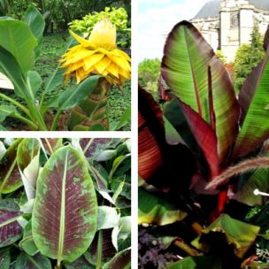 TRIO Bananiers de Collection - Leaderplant