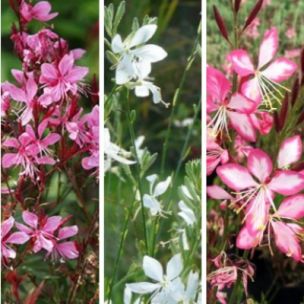 TRIO de Gauras - Leaderplant