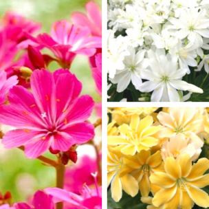 TRIO de Lewisias - Leaderplant