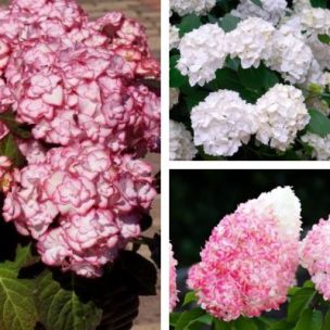 TRIO d'Hortensias - Leaderplant