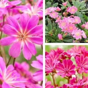 TRIO de Lewisias - Leaderplant