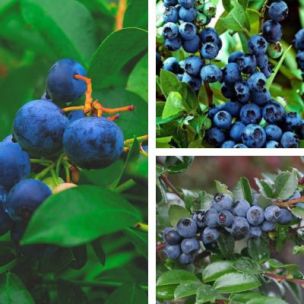 TRIO de Myrtilles - Leaderplant