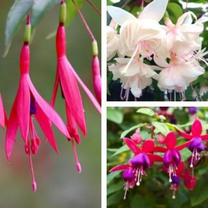 Trio de Fuchsias - Leaderplant