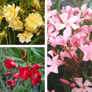 Kit Lauriers Roses - Leaderplant