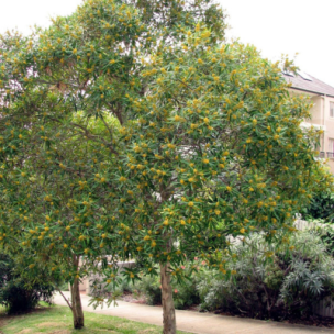 Tristaniopsis Laurina – Arbre Kanooka  - Leaderplant