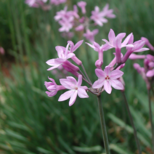Tulbaghia en mini-motte - Leaderplant