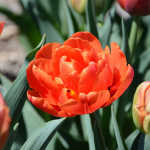 Tulipe double tardive Icoon (8 Bulbes)  - Leaderplant