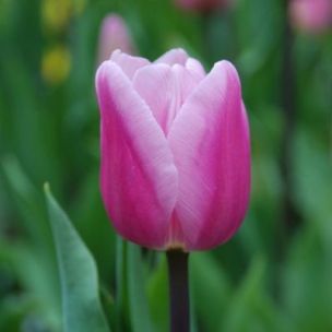 Tulipe simple hâtive Aafke (8 Bulbes) - Leaderplant