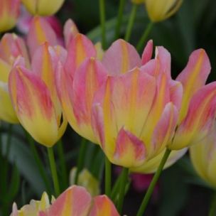 Tulipe pluriflore Antoinette (8 bulbes) - Leaderplant