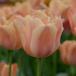 Tulipe simple hâtive Apricot Foxx (8 Bulbes) - Leaderplant