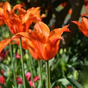 Tulipe Fleur de Lis Ballerina (8 Bulbes) - Leaderplant