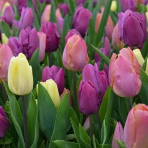 Tulipe simple hâtive Pastel (30 Bulbes)  - Leaderplant