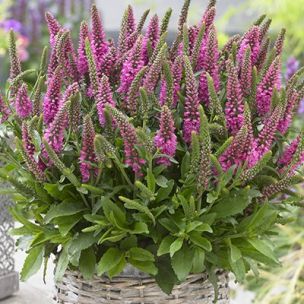 Véronique à épis Bubblegum Candles ® - Leaderplant