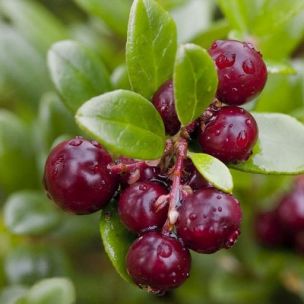 Canneberge à gros fruits, Airelle à gros fruits, Cranberry : planter,  cultiver, récolter