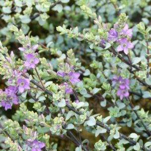 Véronique arbustive 'Quicksilver' - Leaderplant
