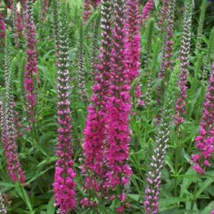Véronique à épis 'Red Fox' - Leaderplant